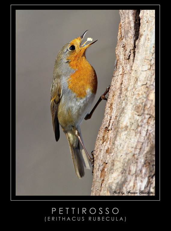 Pettirosso affamato