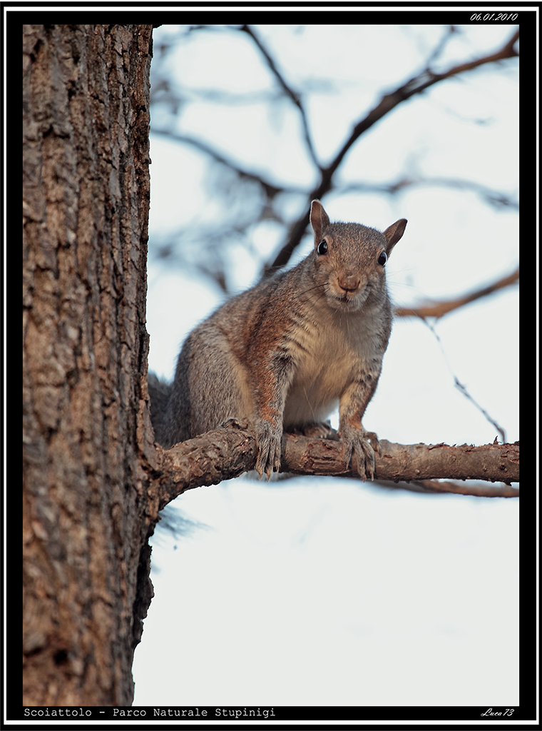 Scoiattolo # 3