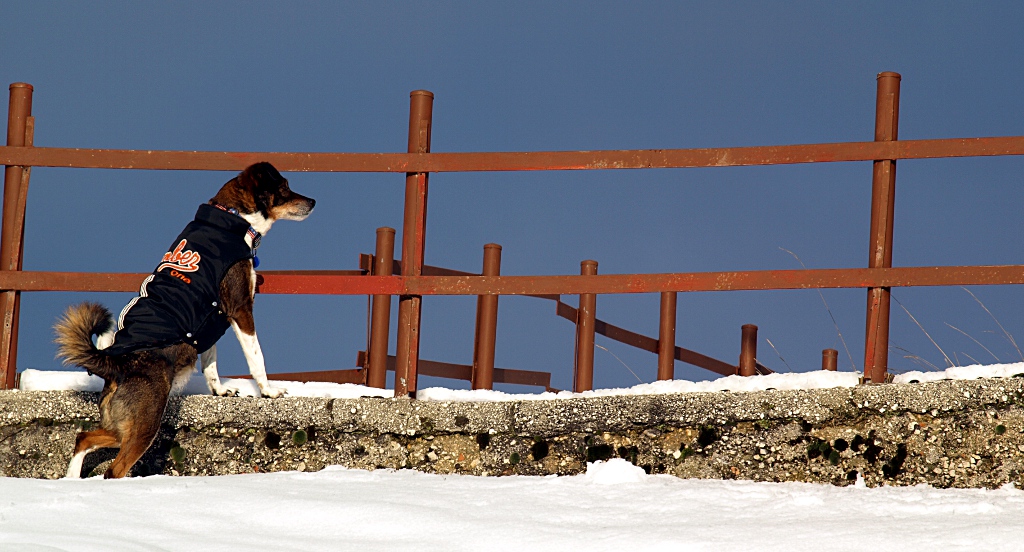 Ehi Capo, guarda che ho trovato!