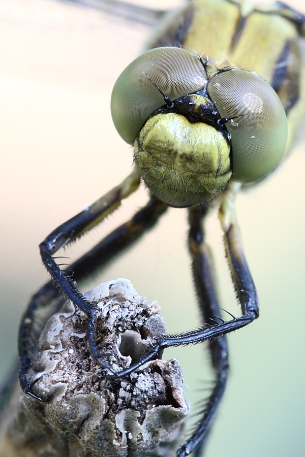 libellula faccia a faccia