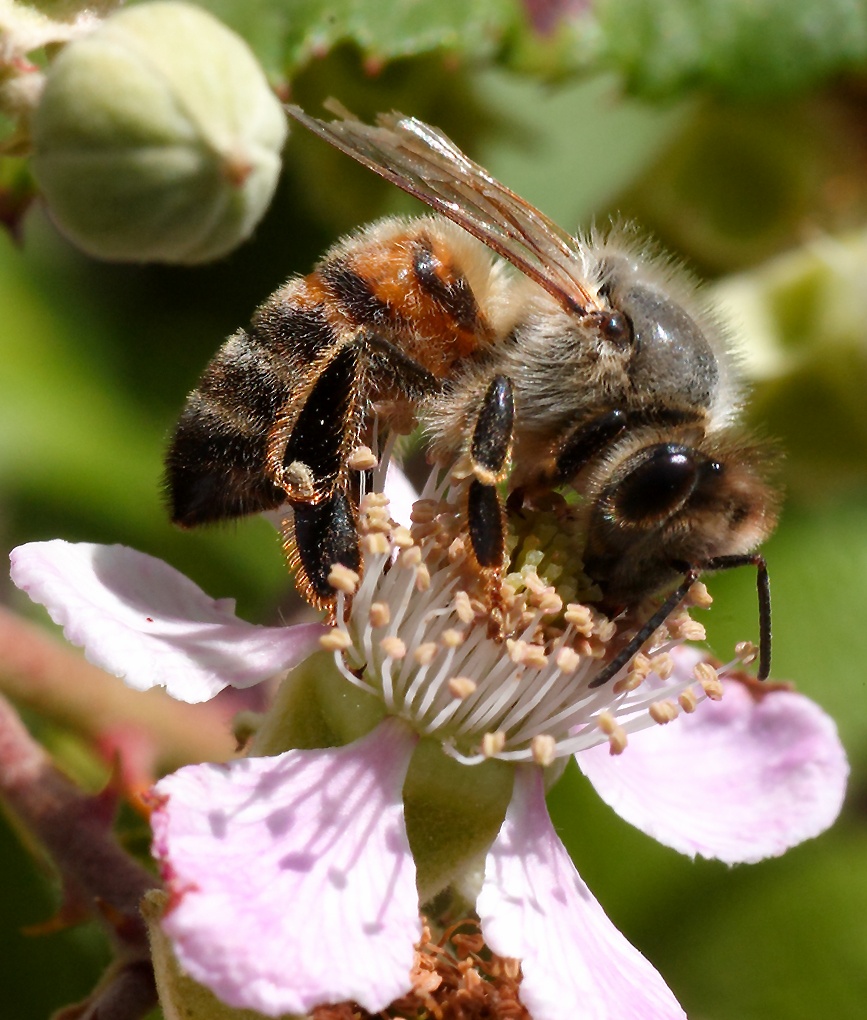 ...Ape Vista Da Vicino...!!!