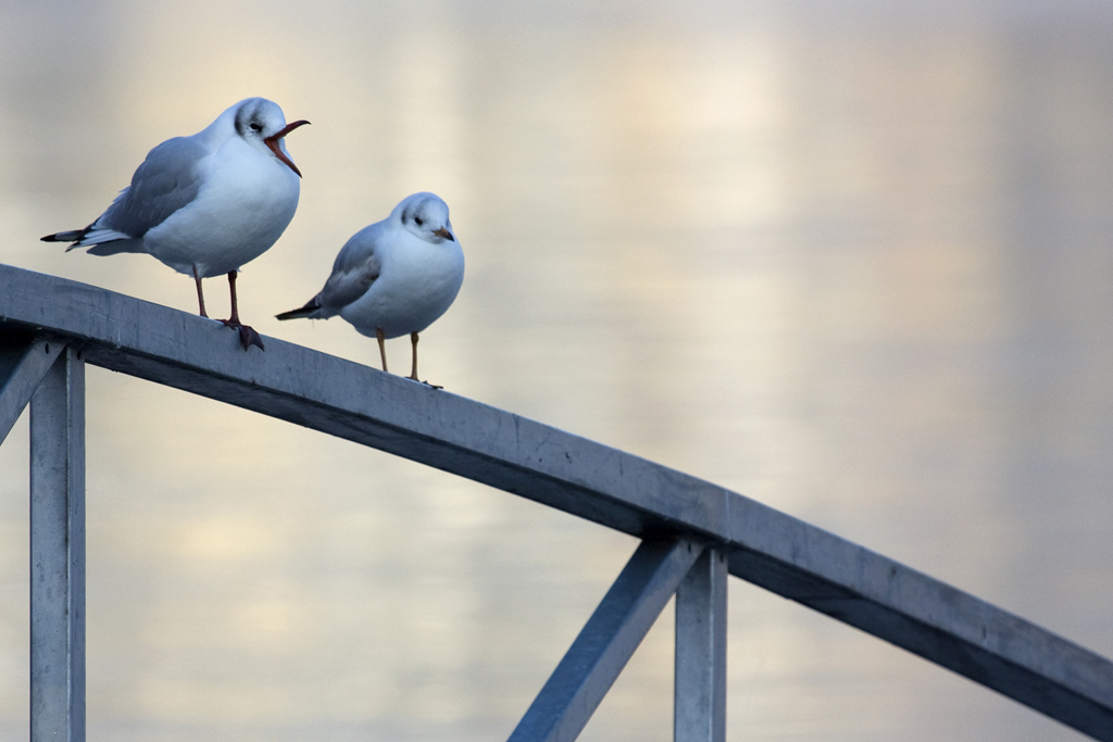 ... e allora gli ho detto...