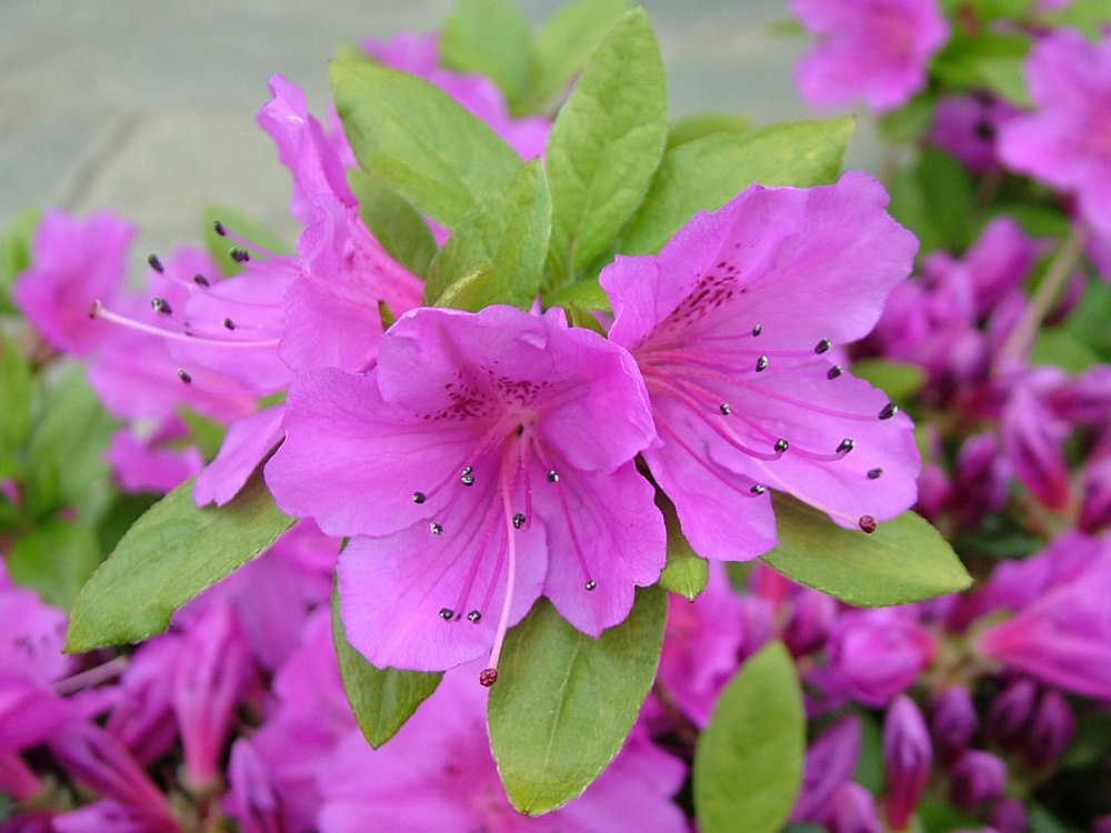 Fiore di azalea