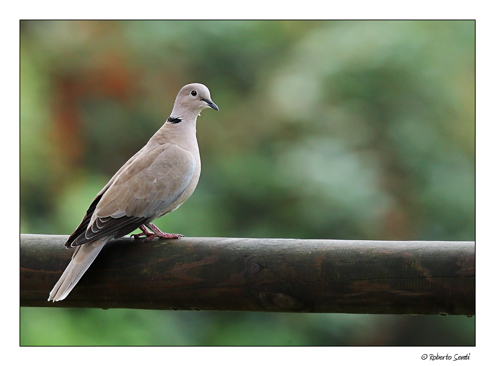 Semplicemente tortora