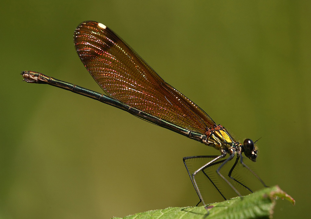 ...Riflessi Sotto Il Sole...!!!