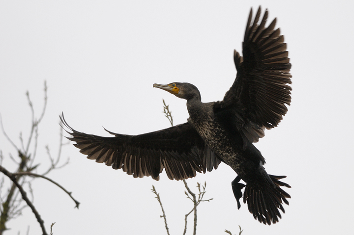 Cormorano