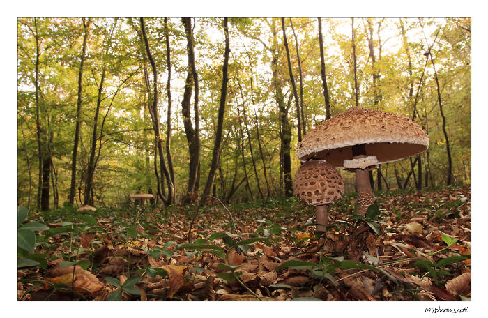 Dal punto di vista di uno gnomo