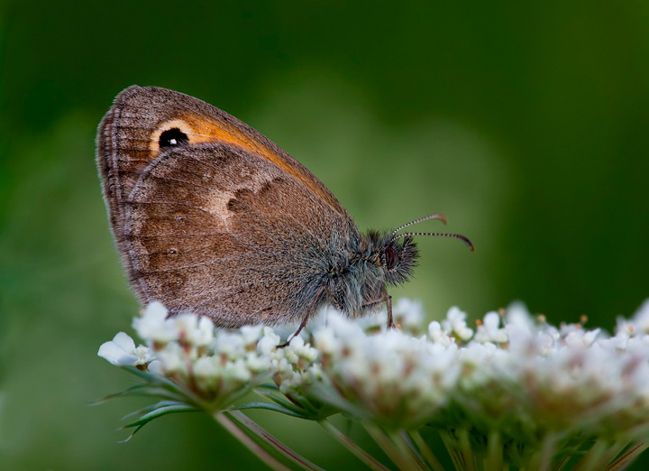 Coenonypha pamphilus