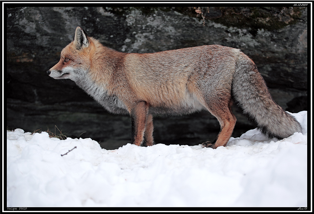 Volpe PNGP # 18