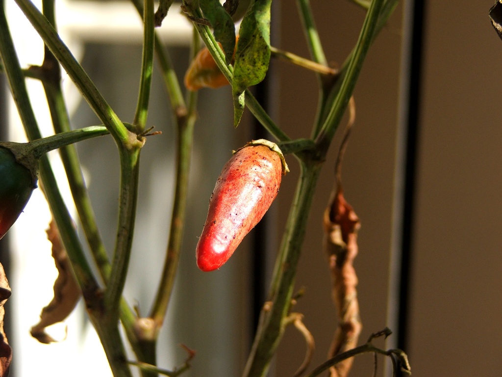 peperoncino