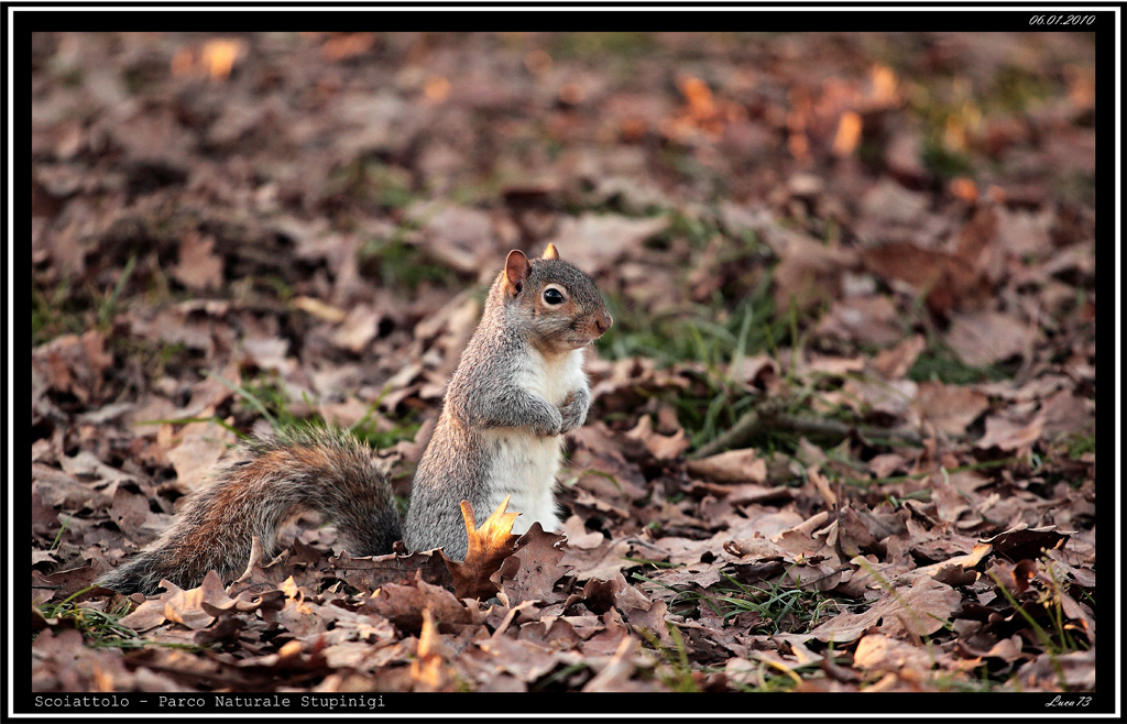 Scoiattolo # 5