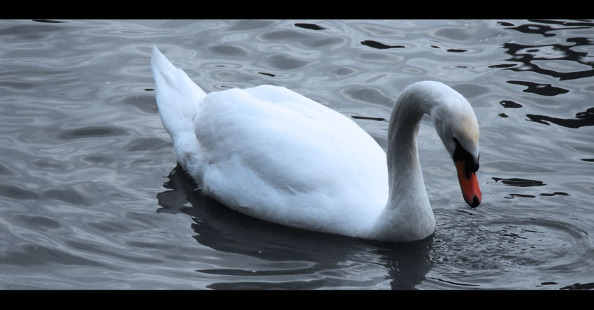 ...di ritorno a Villa Pamphili - Roma 2010