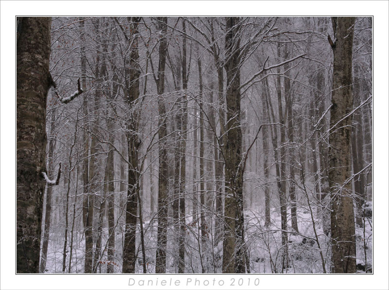 neve & nebbia nella faggeta