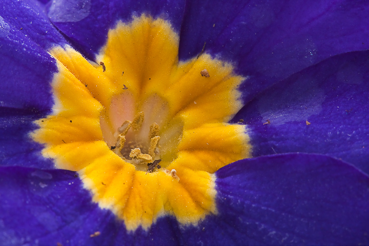 La mia prima... Primula!