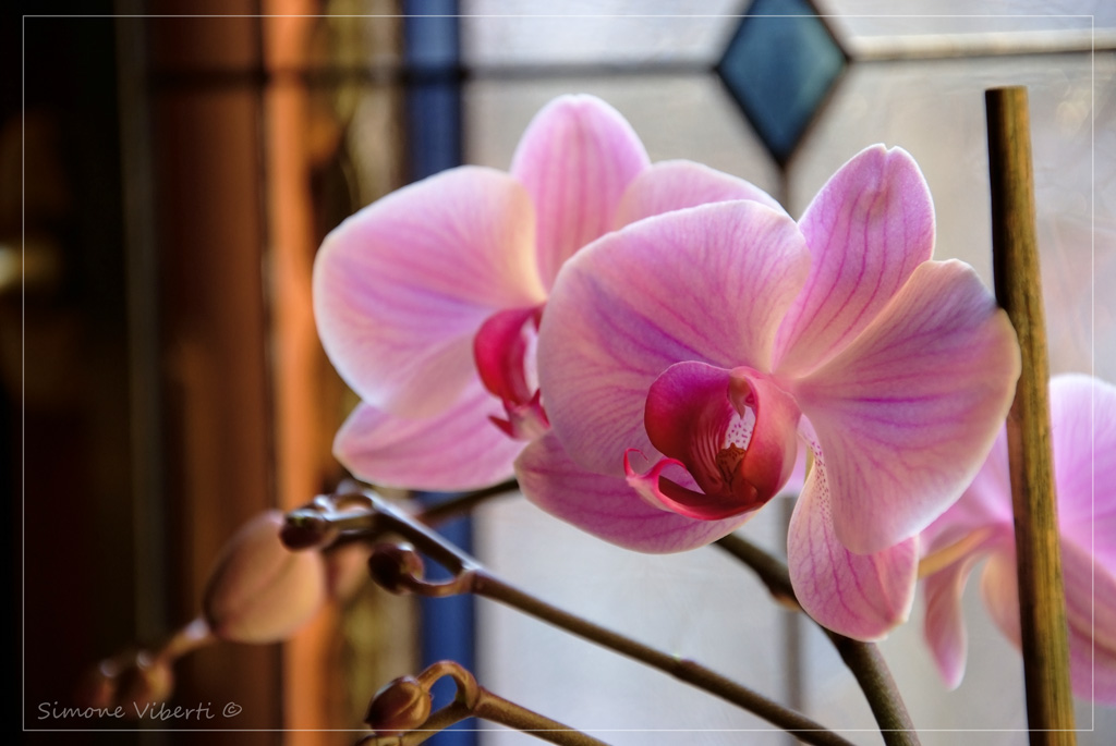 Orchidea 2