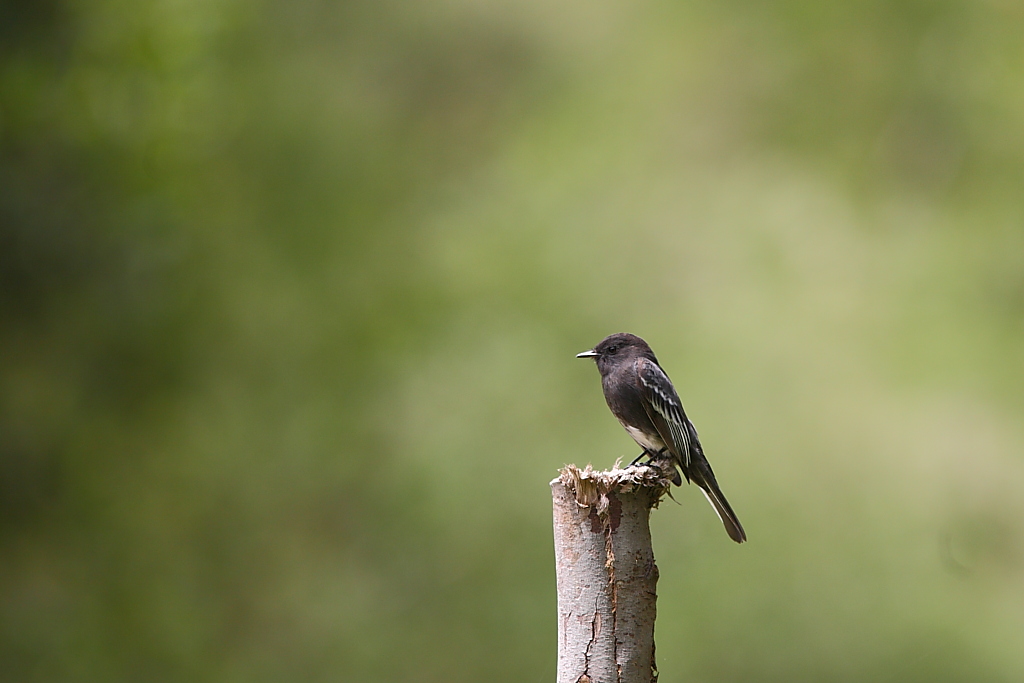 Black Phoebe