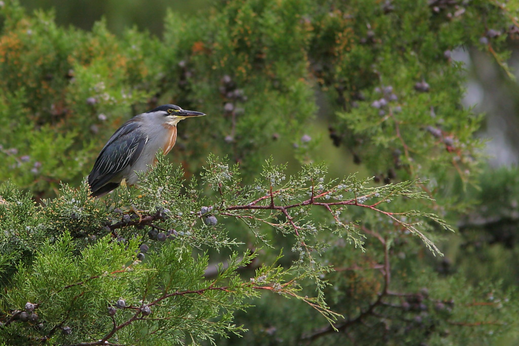 Striated heron