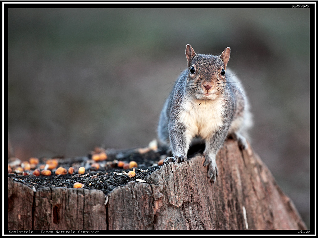 Scoiattolo # 7