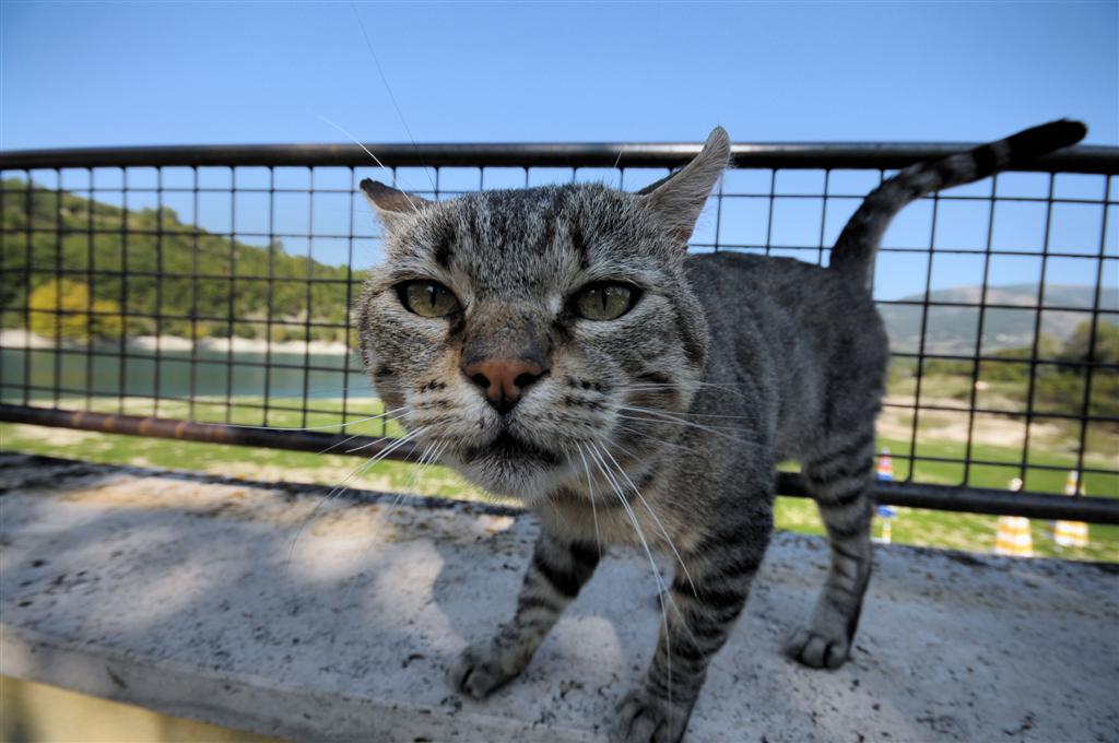 Policarpo, gatto un p� matto...