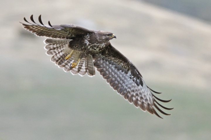 Il volo della Poiana