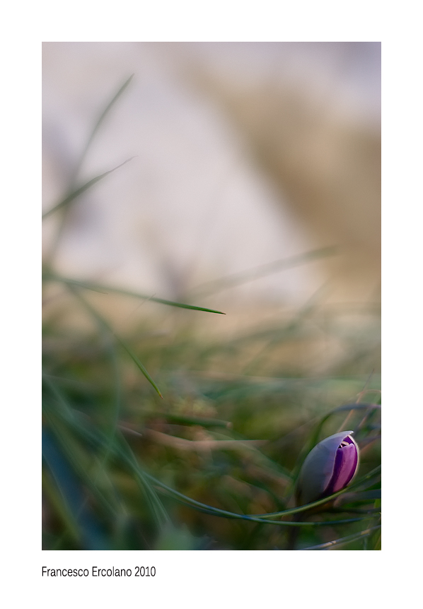 Impercettibili Carezze