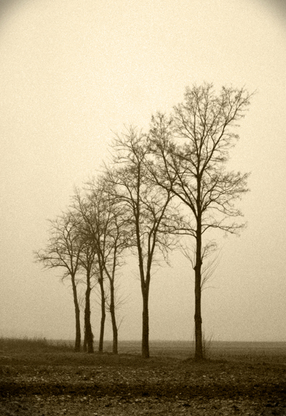 nella nebbia del riordino fondiario