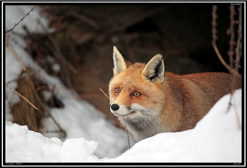 Volpe PNPG # 21