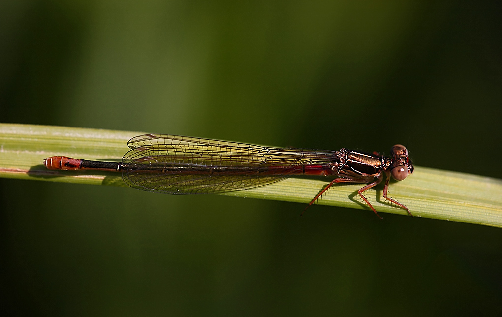 ...Da Un'Altra Angolazione...!!!