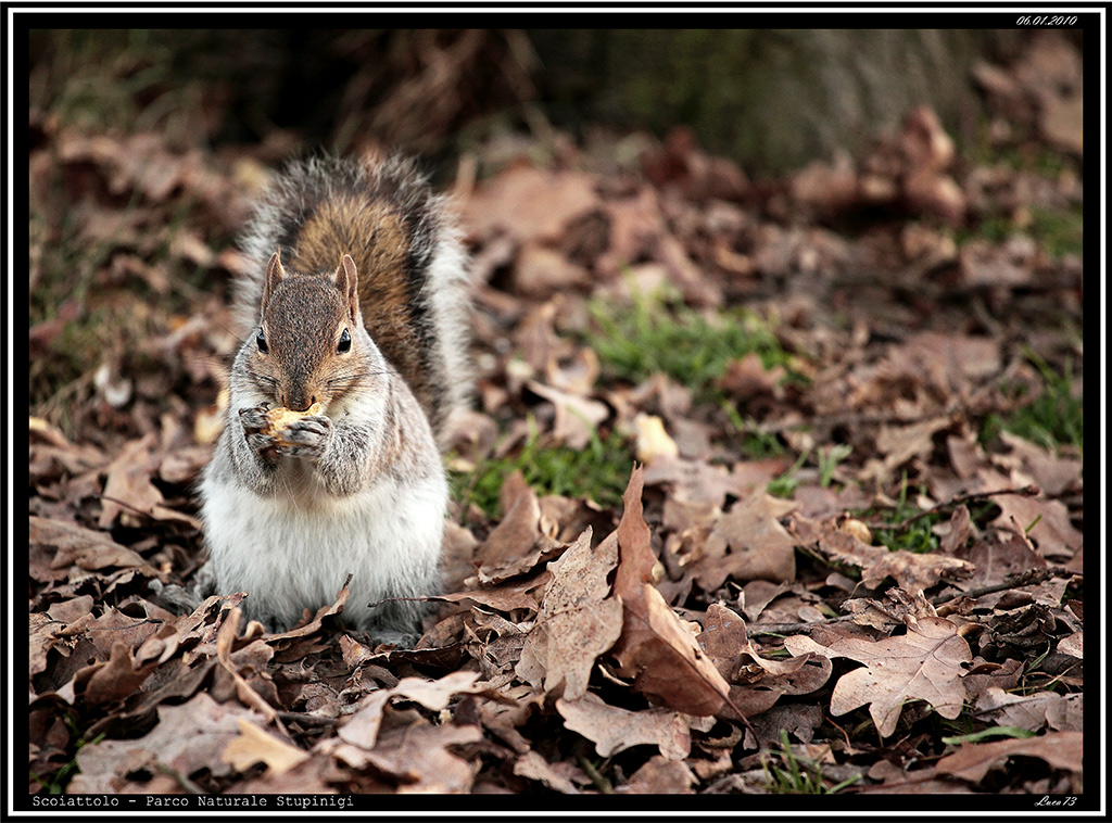 Scoiattolo # 8