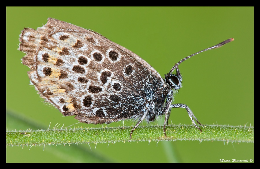 Licenide stagionato :)