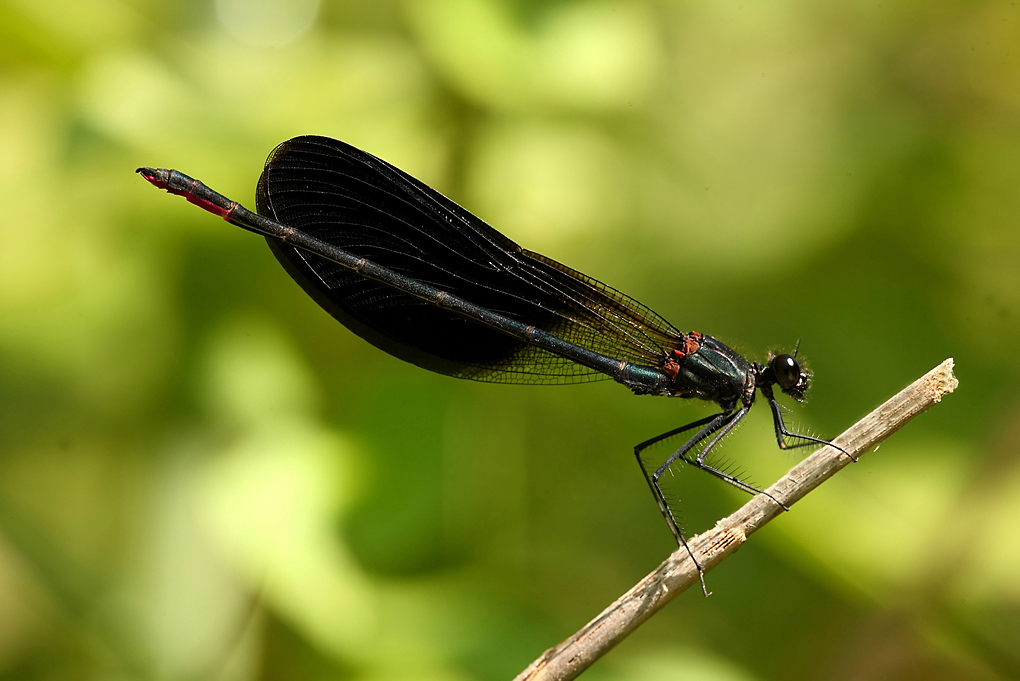 ...Abbronzatissima...!!!