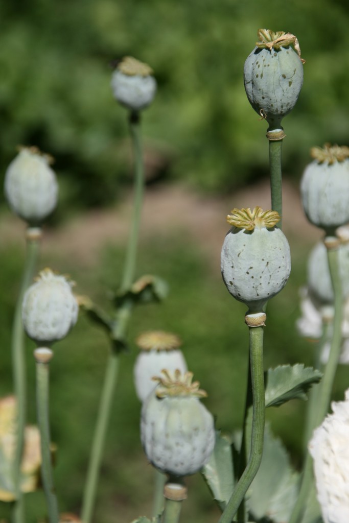 ladackh tre metri sopra il cielo
