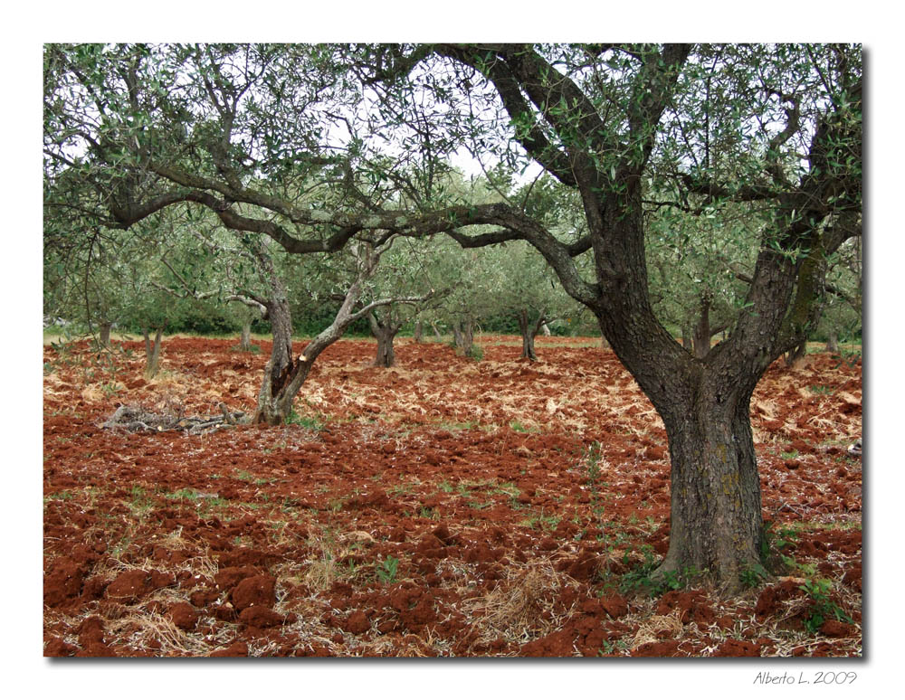 Terra rossa e ulivi