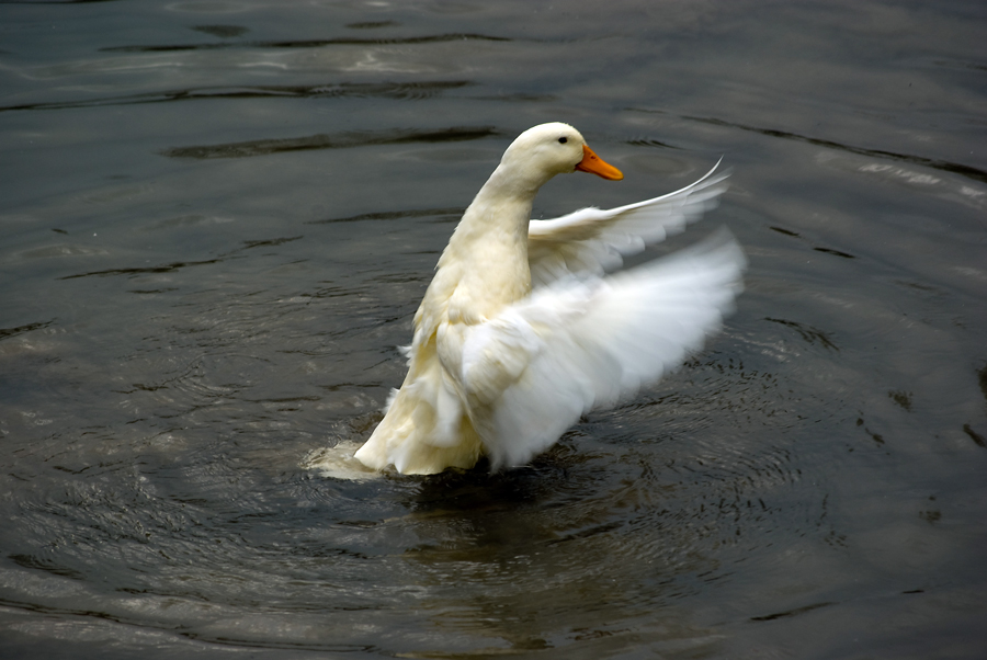 uno sbattito di..........