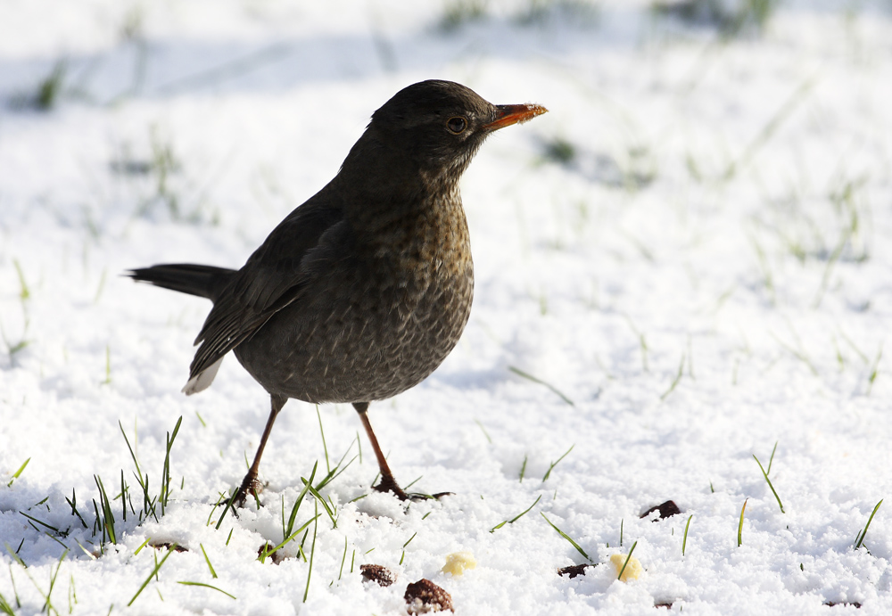 i giorni della merla