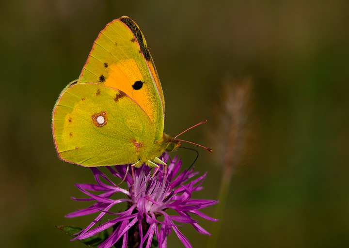 Colias crocea