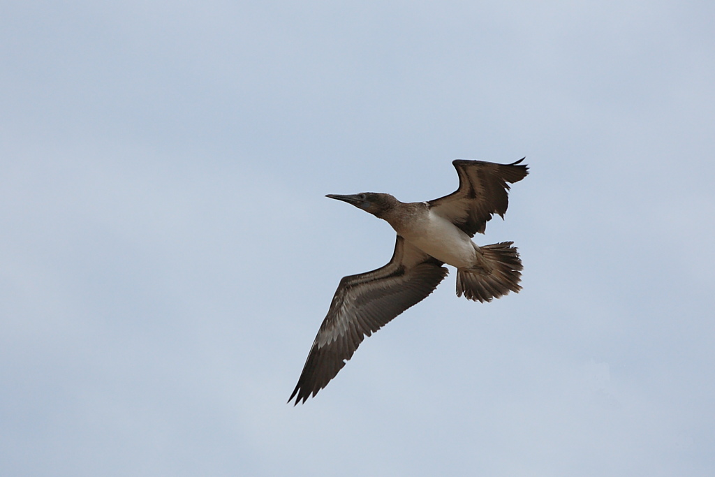 Giovane sula, l'involo
