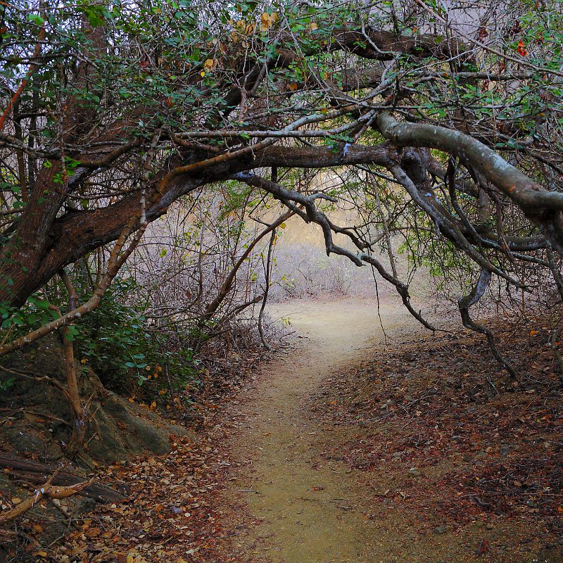 Foresta incantanta: l'uscita