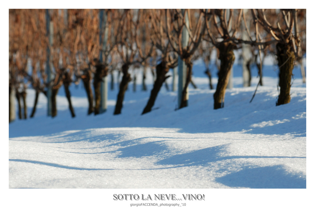 Sotto la neve...vino!