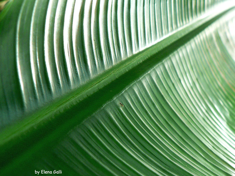 ...un viaggio nel verde...