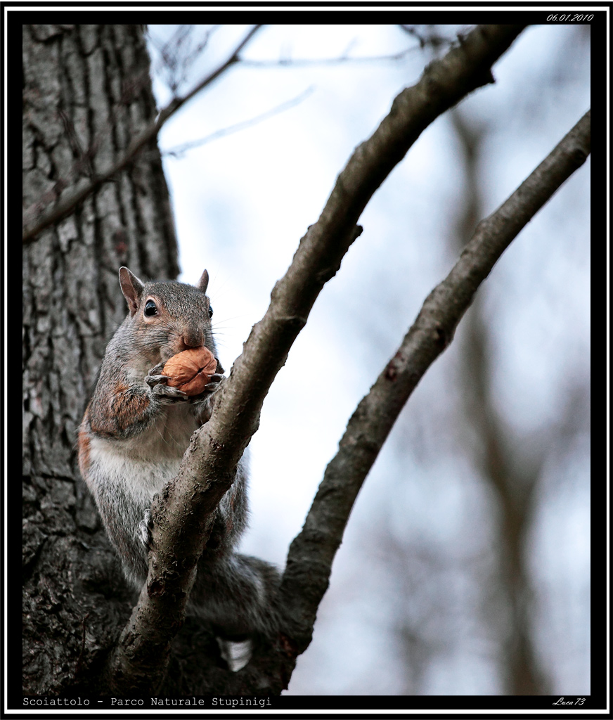 Scoiattolo # 10