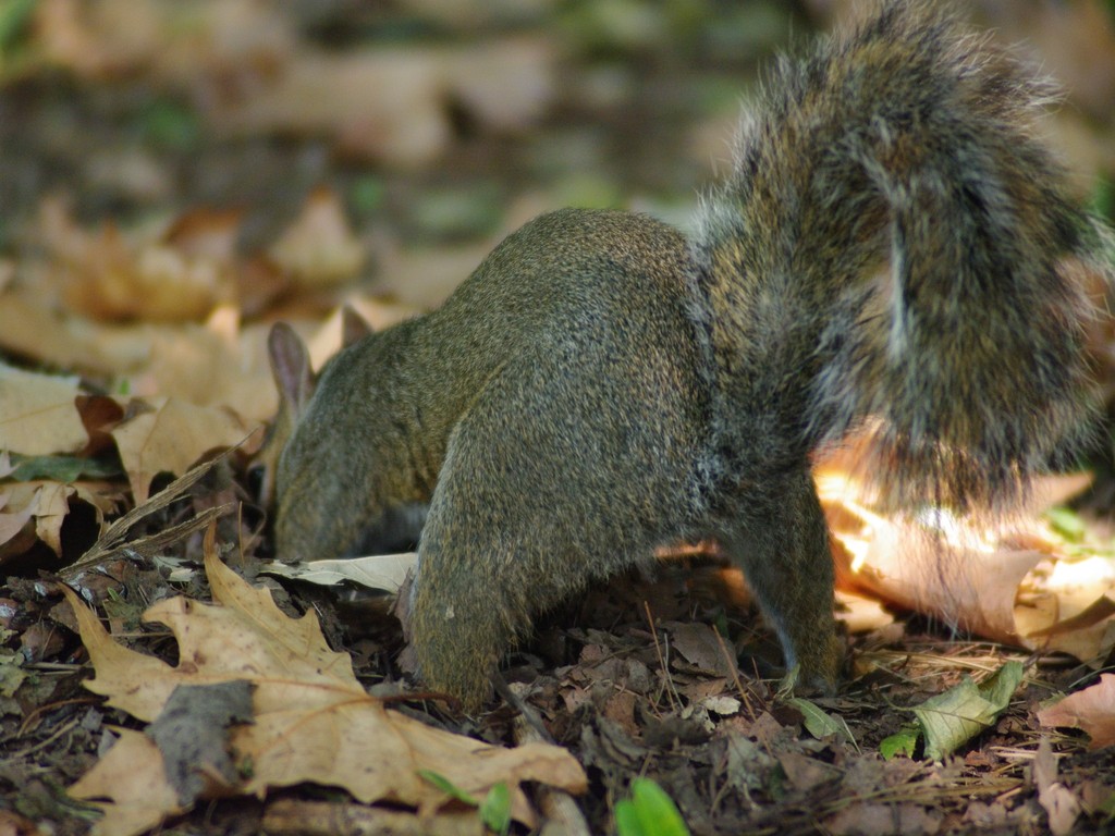 Scoiattolo definitivo......