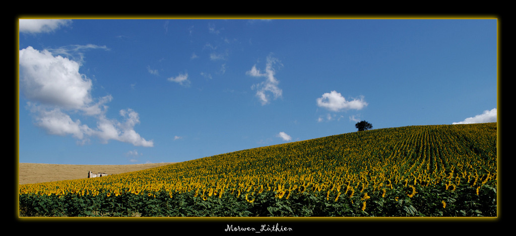 campo di girasoli
