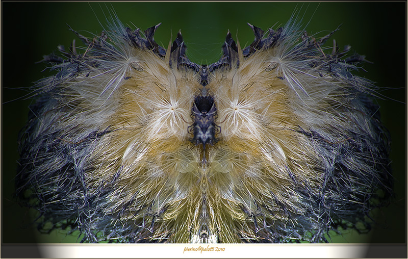 carciofo e la presenza