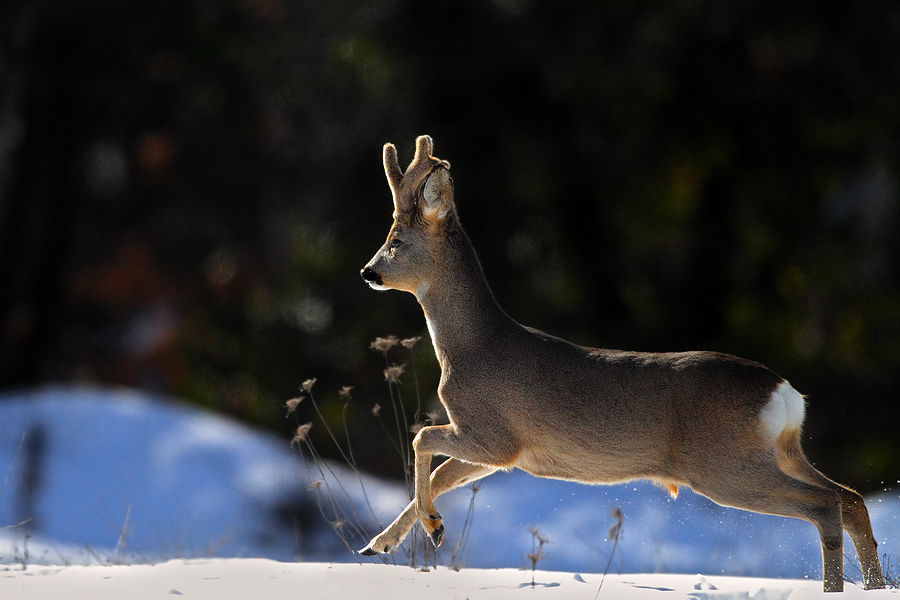 Run to the light...(Capriolo)