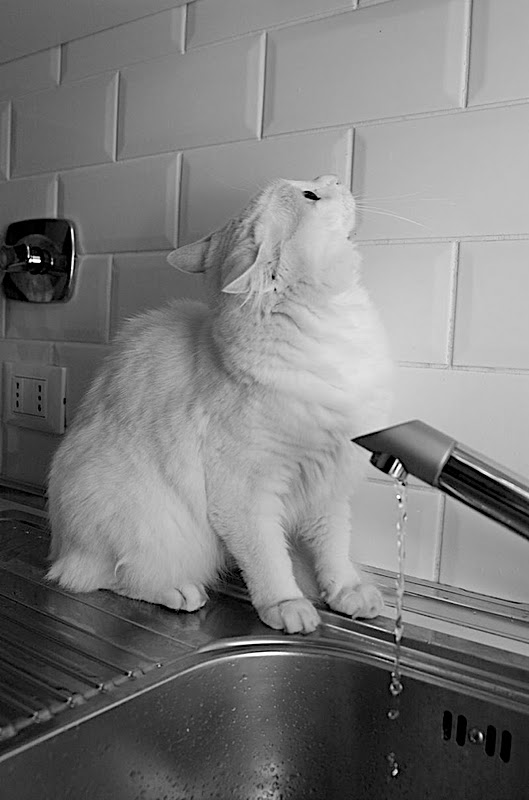 Mos� e l'Acqua Santa