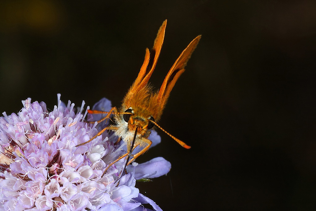 ...Classica n.3...!!!