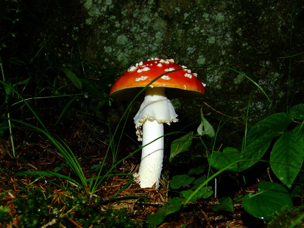 amanita muscaria