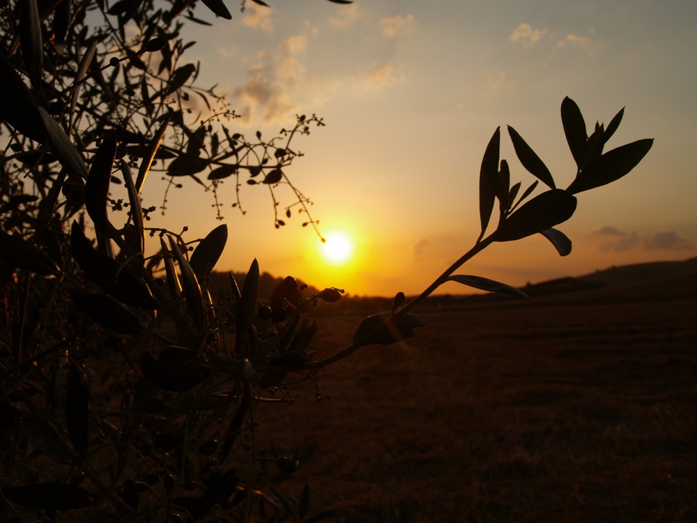 Tramonto in campagna