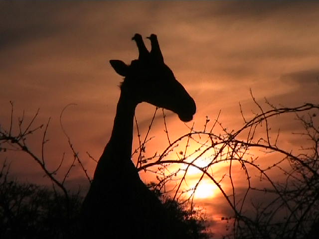 Giraffa al tramonto